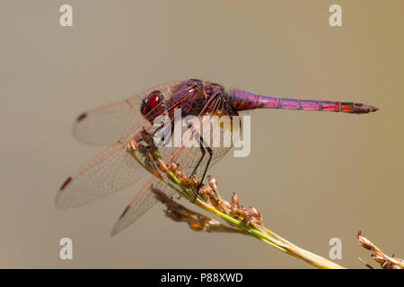 Mannetje Purperlibel, männliche Trithemis annulata Stockfoto