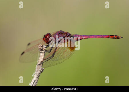 Mannetje Purperlibel, männliche Trithemis annulata Stockfoto