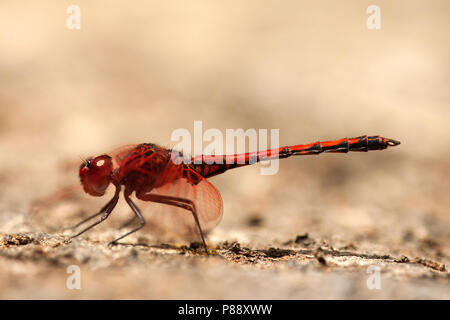 Ritt mannetje Trithemis arteriosa zonnewijzer, Männlich Stockfoto