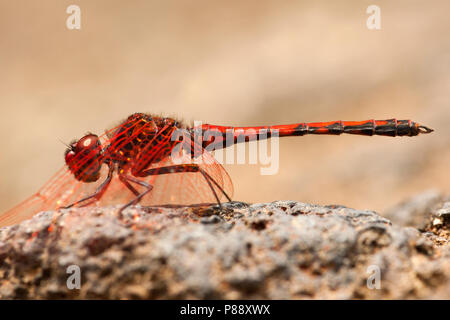 Ritt mannetje Trithemis arteriosa zonnewijzer, Männlich Stockfoto