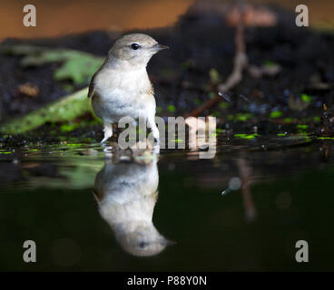 Tuinfluiter, Garten Warbler, Sylvia Borin Stockfoto