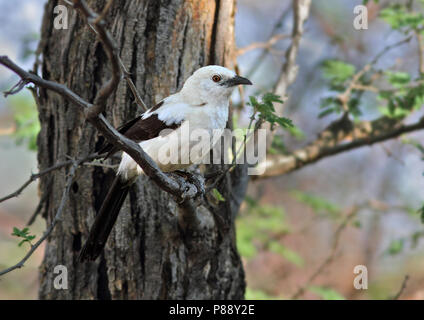 Südliche Pied Schwätzer (Turdoides bicolor) im afrikanischen Busch gehockt. Stockfoto