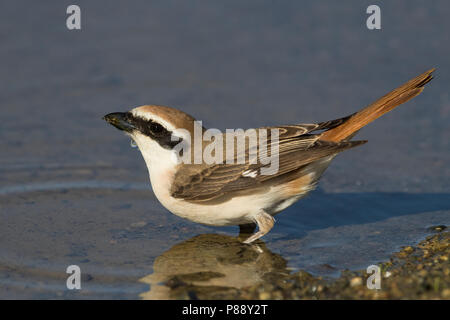 Turkestaanse Klauwier; Red-tailed Shrike; Lanius phoenicuroides Stockfoto