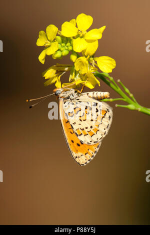 Tweekleurige parelmoervlinder/beschmutzt Fritillary (Melitaea didyma) Stockfoto