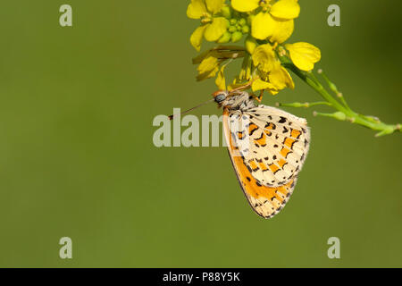 Tweekleurige parelmoervlinder/beschmutzt Fritillary (Melitaea didyma) Stockfoto