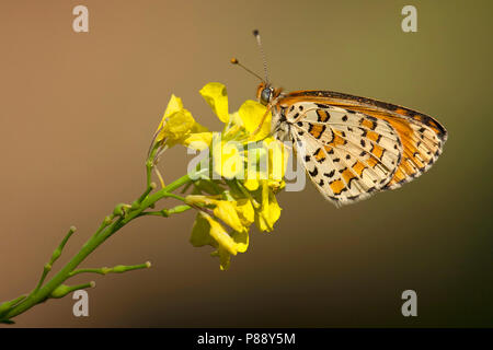 Tweekleurige parelmoervlinder/beschmutzt Fritillary (Melitaea didyma) Stockfoto