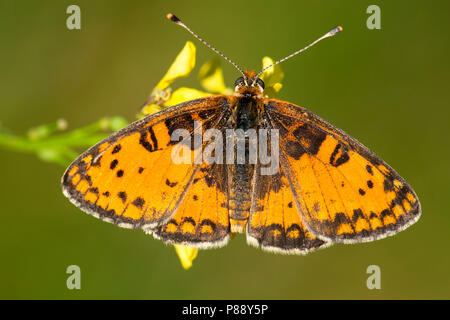 Tweekleurige parelmoervlinder/beschmutzt Fritillary (Melitaea didyma) Stockfoto