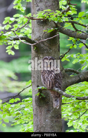 Ural Owl-Habichtskauz Strix uralensis-macroura, Deutschland, Erwachsene Stockfoto