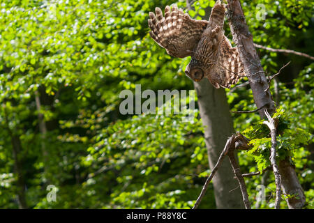 Ural Owl-Habichtskauz Strix uralensis-macroura, Deutschland, Erwachsene Stockfoto
