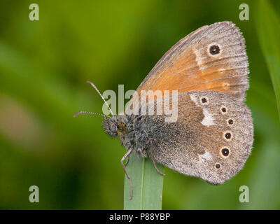 Veenhooibeestje/Große Heide (Coenonympha tullia) Stockfoto