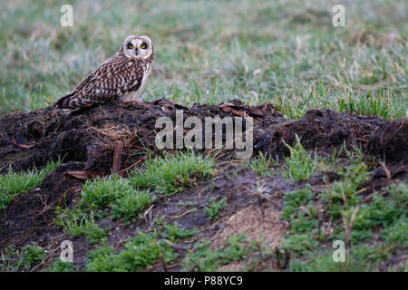 Velduil in een Weiland; Sumpfohreule auf einer Wiese Stockfoto