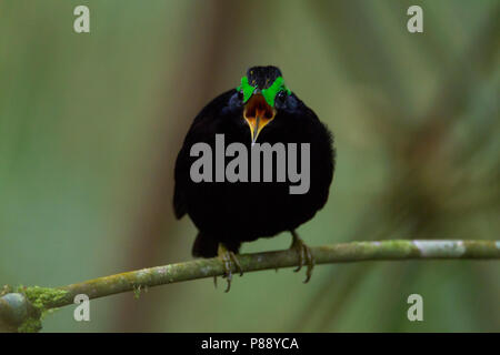 Männliche samt Philepitta Asity (castanea) thront. Stockfoto