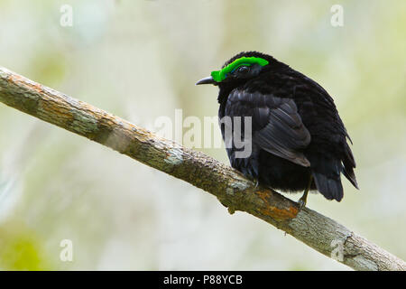 Männliche samt Philepitta Asity (castanea) thront. Stockfoto