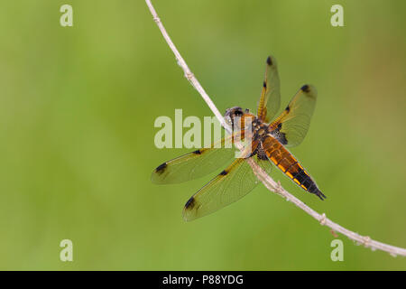 Imago Viervlek; Erwachsene 4-spotted Skimmer; Erwachsene 4-spotted Chaser Stockfoto