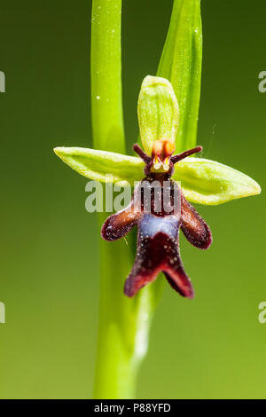 Vliegenorchis, Orchidee Fliegen Stockfoto