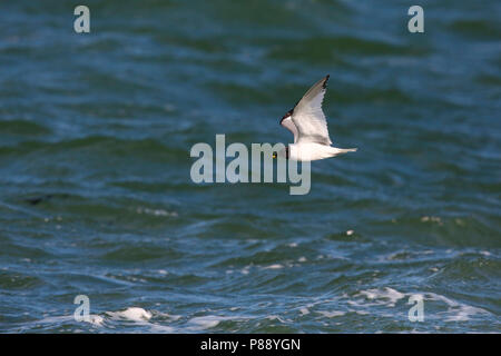 Vorkstaartmeeuw; Sabine Gulls Stockfoto