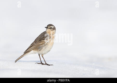 Wasser Pieper - bergpieper - Anthus spinoletta spinoletta ssp., Deutschland, Erwachsene Stockfoto