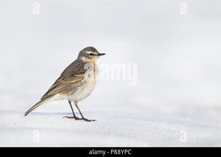 Wasser Pieper - bergpieper - Anthus spinoletta spinoletta ssp., Deutschland, Erwachsene Stockfoto