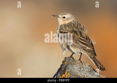 Wasser Pieper - bergpieper - Anthus spinoletta ssp. blakistoni, Kirgisistan, Erwachsene Stockfoto