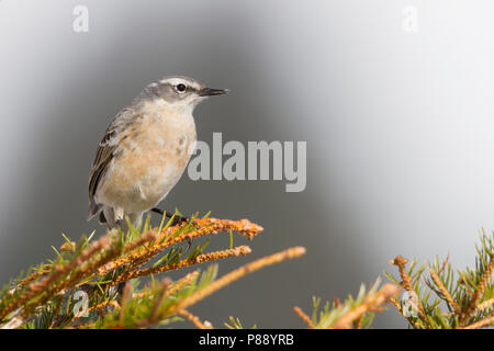 Wasser Pieper - bergpieper - Anthus spinoletta spinoletta ssp., Österreich, Erwachsene Stockfoto