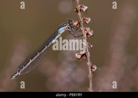 Imago Watersnuffel; Nach gemeinsamen Blau Damselfly; Nach gemeinsamen Bluet Stockfoto