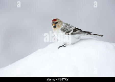 Redpoll Witstuitbarmsijs; Arktis; Stockfoto