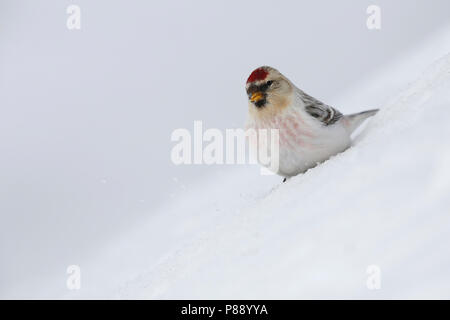 Redpoll Witstuitbarmsijs; Arktis; Stockfoto