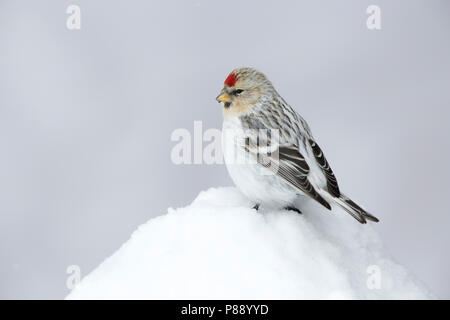 Redpoll Witstuitbarmsijs; Arktis; Stockfoto