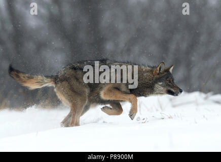 Wilden europäischen Wolf (Canis lupus) im Schnee Polen. Stockfoto
