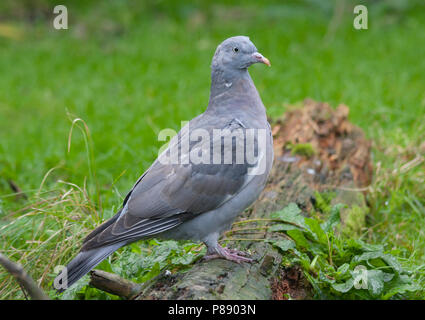 Ringeltaube - Columba palumbus Ringeltaube - ssp. Palumbus, Deutschland, Erwachsenen in schwere Mauser Stockfoto