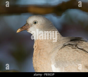 Ringeltaube - Columba palumbus Ringeltaube - ssp. Palumbus, Deutschland, Erwachsene Stockfoto