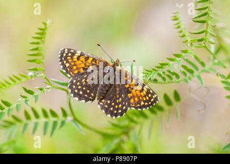 Woudparelmoervlinder, falsche Heide Fritillary, Melitaea diamina Stockfoto