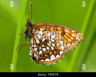 Woudparelmoervlinder/False Heide Fritillary (Melitaea diamina) Stockfoto