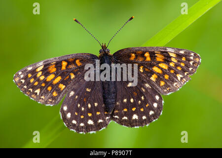 Woudparelmoervlinder/False Heide Fritillary (Melitaea diamina) Stockfoto