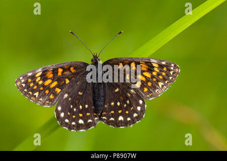 Woudparelmoervlinder/False Heide Fritillary (Melitaea diamina) Stockfoto