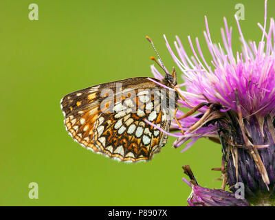 Woudparelmoervlinder/False Heide Fritillary (Melitaea diamina) Stockfoto