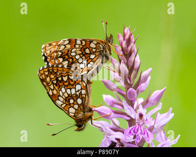 Woudparelmoervlinder/False Heide Fritillary (Melitaea diamina) Stockfoto