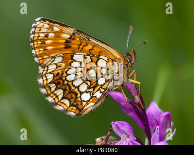 Woudparelmoervlinder/False Heide Fritillary (Melitaea diamina) Stockfoto