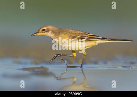 Ashy-headed Bachstelze, Motacilla flava cinereocapilla Stockfoto