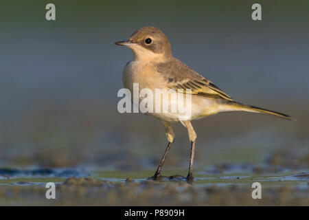 Ashy-headed Bachstelze, Motacilla flava cinereocapilla Stockfoto