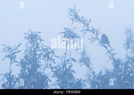 Yellow-breasted Bunting - Weidenammer - Emberiza aureola ssp. aureola, Russland, männlichen Erwachsenen Stockfoto