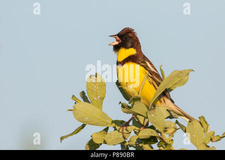 Yellow-breasted Bunting - Weidenammer - Emberiza aureola ssp. aureola, Russland, männlichen Erwachsenen Stockfoto