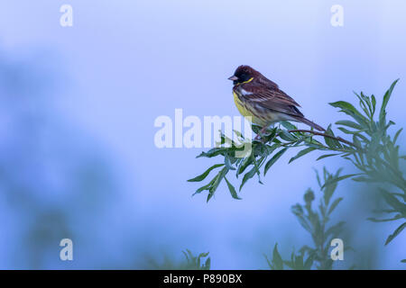 Yellow-breasted Bunting - Weidenammer - Emberiza aureola ssp. aureola, Russland, männlichen Erwachsenen Stockfoto