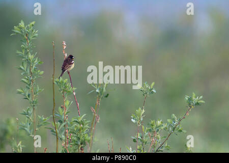 Yellow-breasted Bunting - Weidenammer - Emberiza aureola ssp. aureola, Russland, männlichen Erwachsenen Stockfoto