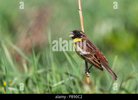 Yellow-breasted Bunting - Weidenammer - Emberiza aureola ssp. aureola, Russland, männlichen Erwachsenen Stockfoto