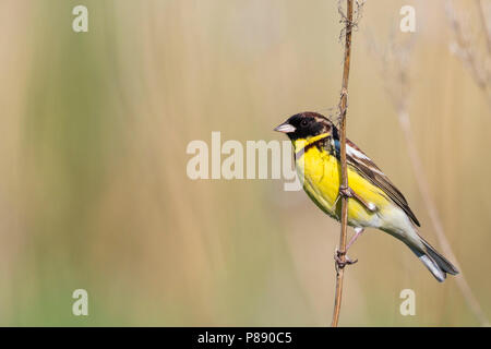 Yellow-breasted Bunting - Weidenammer - Emberiza aureola ssp. aureola, Russland, männlichen Erwachsenen Stockfoto