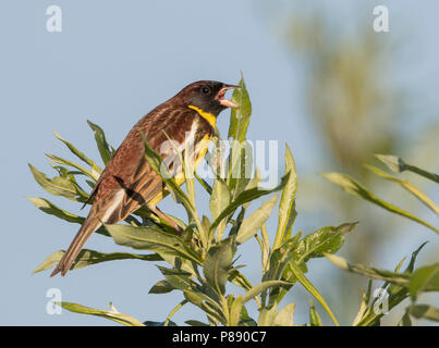 Yellow-breasted Bunting - Weidenammer - Emberiza aureola ssp. aureola, Russland, männlichen Erwachsenen Stockfoto