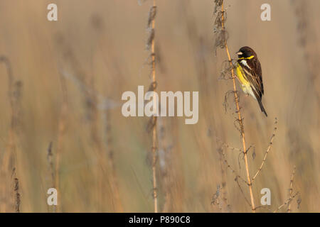 Yellow-breasted Bunting - Weidenammer - Emberiza aureola ssp. aureola, Russland, männlichen Erwachsenen Stockfoto