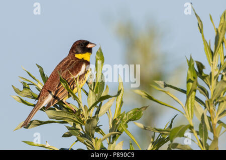 Yellow-breasted Bunting - Weidenammer - Emberiza aureola ssp. aureola, Russland, männlichen Erwachsenen Stockfoto