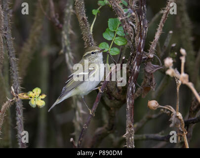 Gelbbrauen-laubsänger (Phylloscopus inornatus) beobachtet, während der Herbst Migration Stockfoto